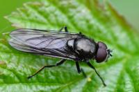 Cheilosia variabilis