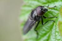 Cheilosia variabilis