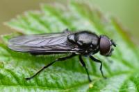 Cheilosia variabilis