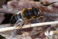 Eristalis pertinax