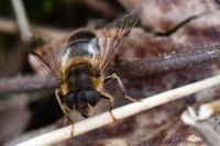 Eristalis pertinax