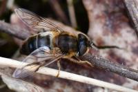 Eristalis pertinax