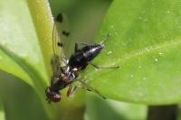 Geomyza tripunctata