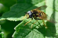 Chrysotoxum cautum