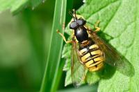 Chrysotoxum cautum