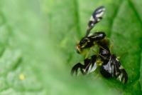 Euleia heraclei