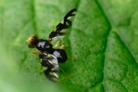 Euleia heraclei