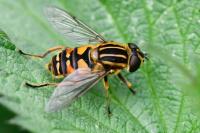 Helophilus pendulus