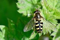 Eupeodes luniger