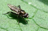 Chalcosyrphus nemorum