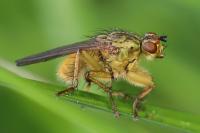 Scathophaga stercoraria