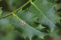 Phytomyza ilicis