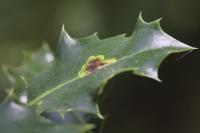 Phytomyza ilicis