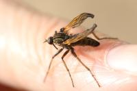 Empis tessellata