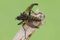Empis tessellata