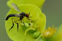 Empis nigritarsis