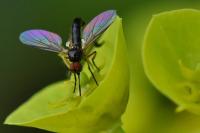 Empis nigritarsis