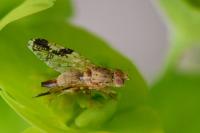 Tephritis bardanae