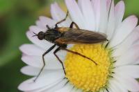 Empis tessellata