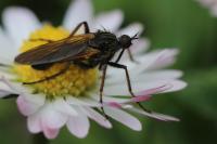 Empis tessellata