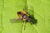 Myathropa florea