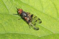Otites porcus