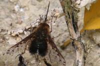 Bombylius discolor