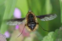 Bombylius major