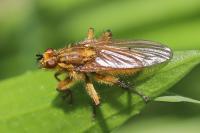 Scathophaga stercoraria