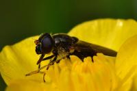 Cheilosia bergenstammi