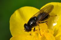 Cheilosia bergenstammi