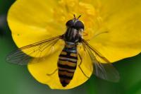 Episyrphus balteatus