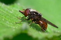 Rhingia campestris