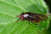 Rhingia campestris