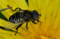 Eristalinus sepulchralis