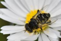 Eristalinus sepulchralis