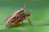 Sepedon spinipes