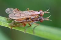 Sepedon spinipes