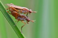Sepedon spinipes