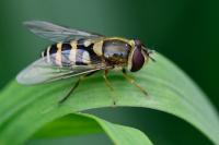 Syrphus vitripennis