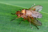 Tetanocera arrogans