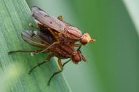 Tetanocera arrogans