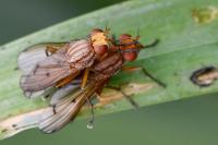 Tetanocera arrogans