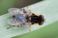 Eurimyia lineata
