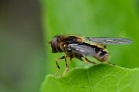 Eurimyia lineata