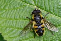 Myathropa florea