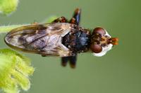 Myopa tessellatipennis