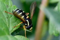 Philhelius citrofasciatus