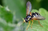 Philhelius citrofasciatus