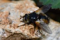 Tachina fera